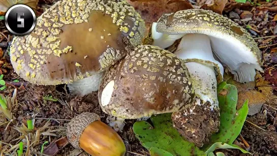 ТОП-10 САМЫХ КРАСИВЫХ МУХОМОРОВ ПЛАНЕТЫ _ TOP-10 THE MOST BEAUTIFUL AMANITA IN THE WORLD(720P_HD).mp4