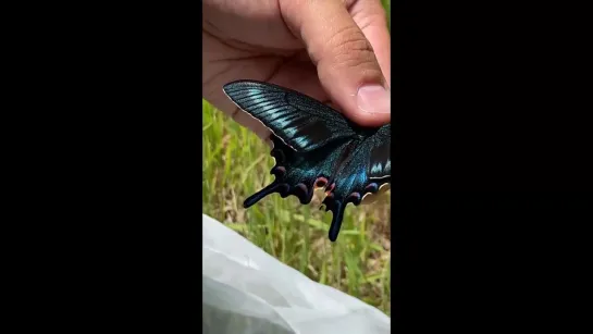 Парусник Маака (Papilio maackii)