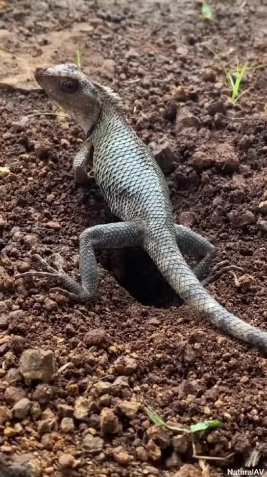 Calotes versicolor