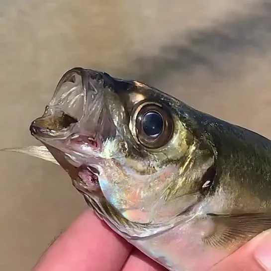 Cymothoa exigua. Теперь я буду работать языком.