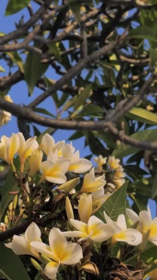 Релаксическое видео с плюмерией (Plumeria). Услада для ваших глазонек.