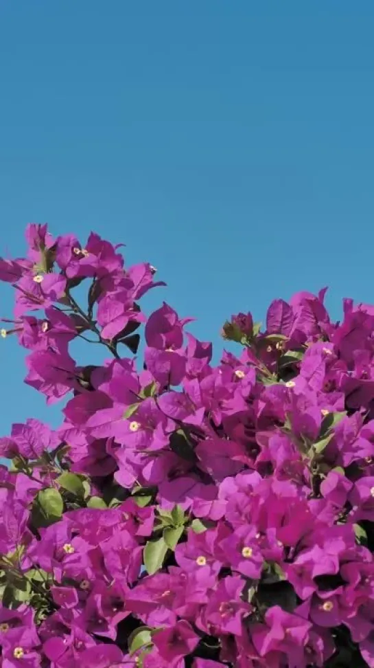 Бугенвиллея (Bougainvillea) — род вечнозеленых растений