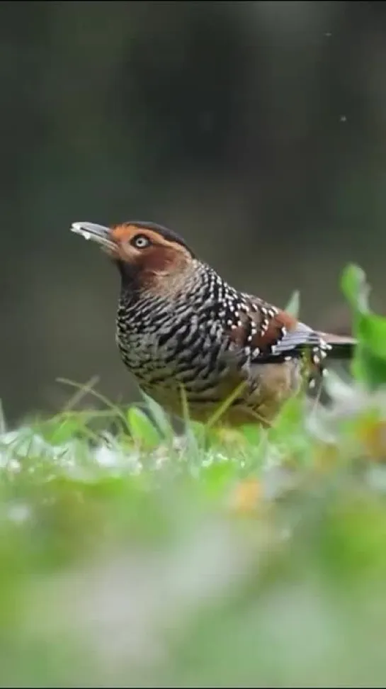 Лесная кустарница (Lanthocincla ocellata)