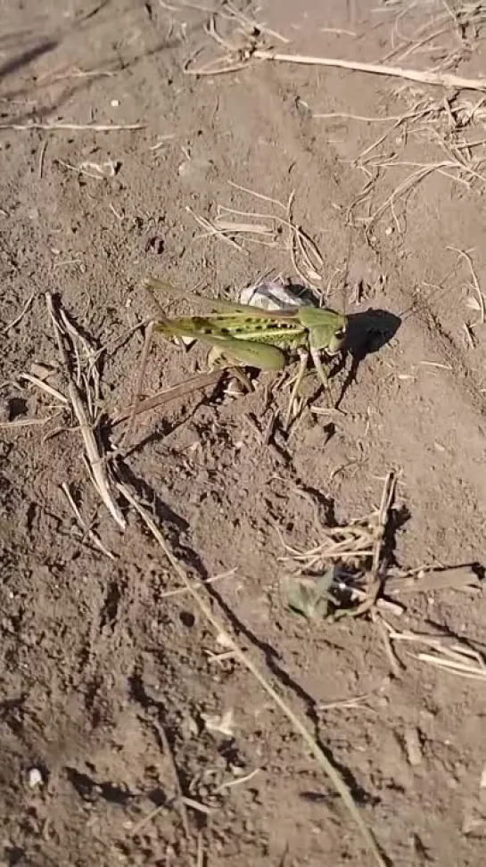 Самка серого кузнечика (Decticus verrucivorus) откладывает яйца в землю