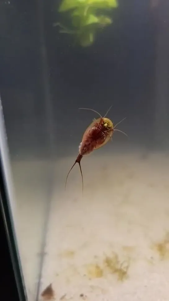 Щитень летний (Triops cancriformis)