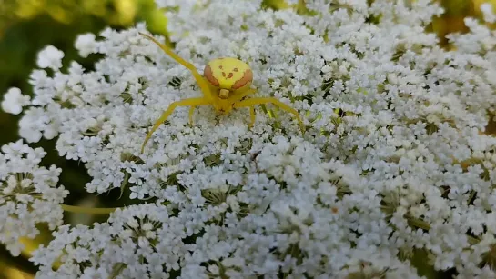 Цветочный паук (Misumena vatia)