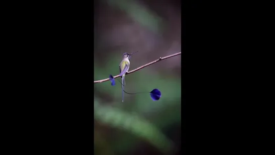 Лоддигезия или ракетохвостый колибри (Loddigesia mirabilis) — эндемик Перу.