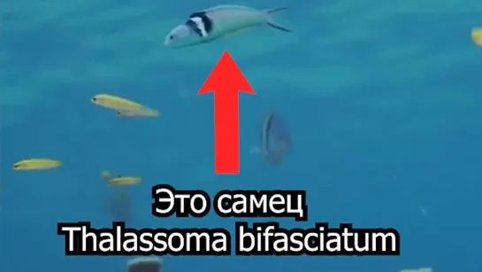 Thalassoma bifasciatum - меняет пол с женского на мужской. Быстро. Бесплатно. Результат 100%.