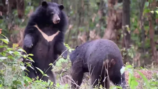 Гималайский медведь (Ursus thibetanus)