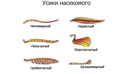 Усики насекомых.