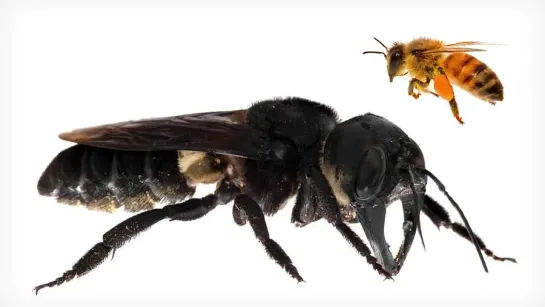 Megachile pluto - самая большая из всех пчёл в мире.