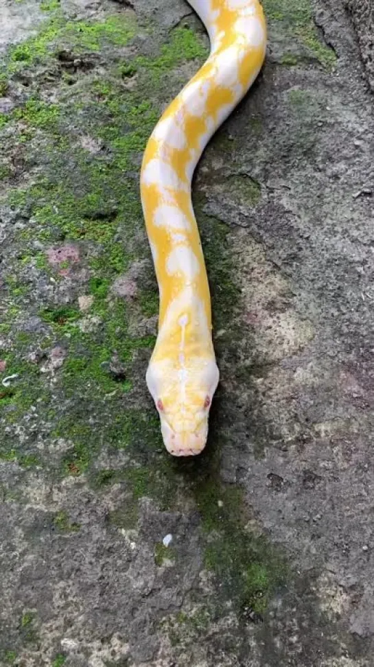 Сетчатый питон (Reticulatus Python, морфа Albino Whitephase Platinum)