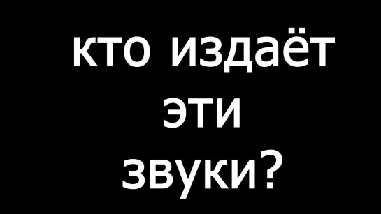 Как звучит второй по величине грызун Северной Америки?