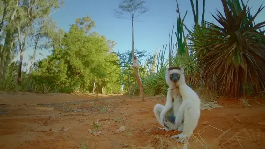 Сифаки, или хохлатые индри, или пропитеки (Propithecus) — род приматов из семейства индриевых. Живут на Мадагаскаре.