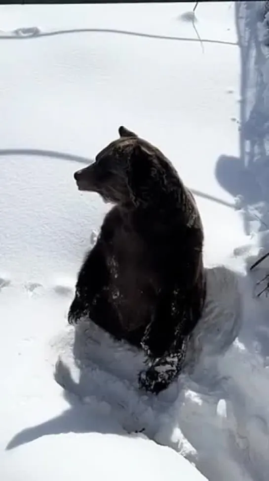 Весна... Из под снега вылезают ландыши и медведи)