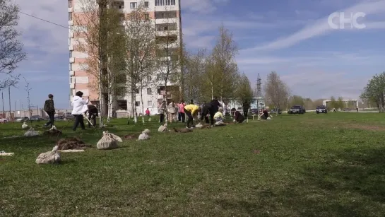 В Северодвинске высадили берёзовые саженцы