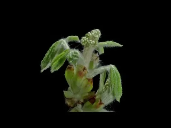 Macro Timelapse