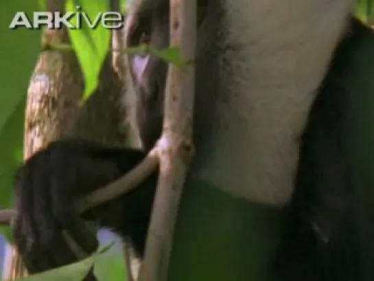 Colobus Vellerosus