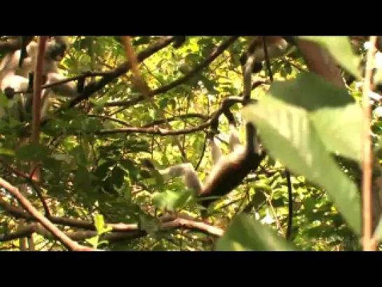 Colobus Red