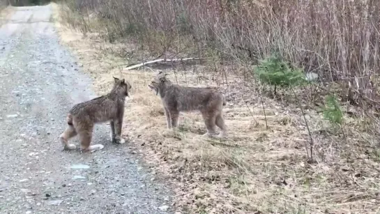 Video by Авиасейлс