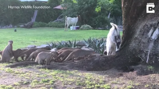 Group Of Mongoose Chase Goat At Rescue Centre