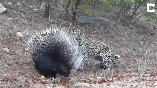 Tricky Porcupine Fends Off Leopard Using Its Spikes