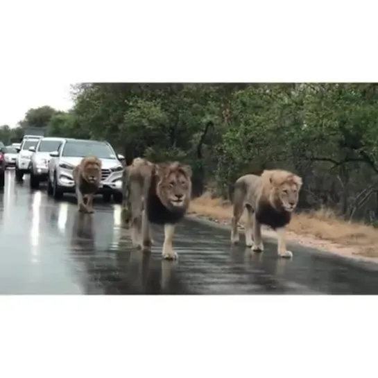 Mantimahle Male Lions on Patrol