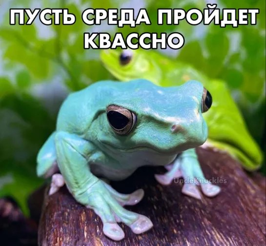 СРЕДА