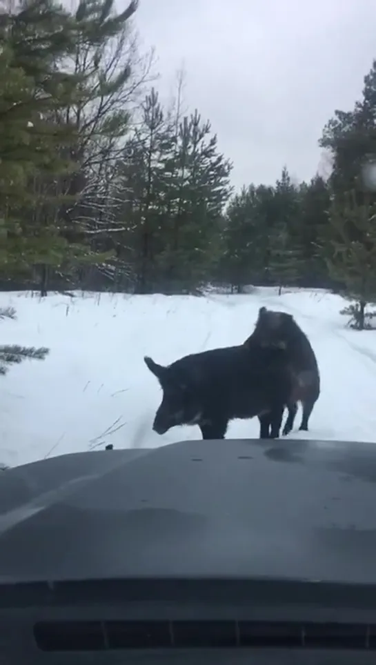 Музычку погромче надо, для романтизма 😄