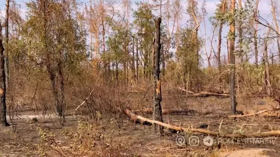 Так сейчас выглядит лес за Караваном