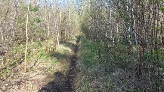 въезд в Черемасскую траншею. сектор берёзки 20.04.2024