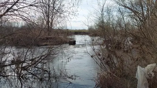 Тёша у Заречного 14.04.2024