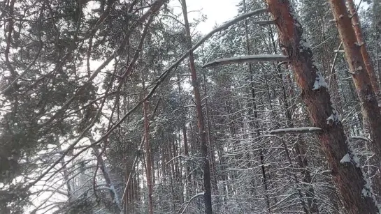 выбрались из леса на шоссе 08.01.2024