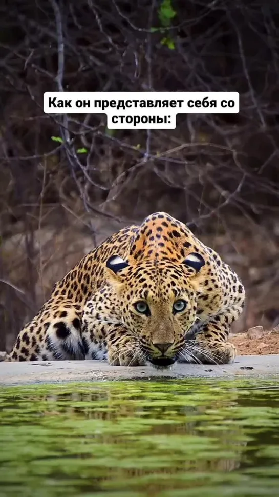 Какой хороший котик. Привет, Тула!