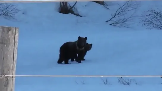 Баба Зина гоняет медведей :3 )))