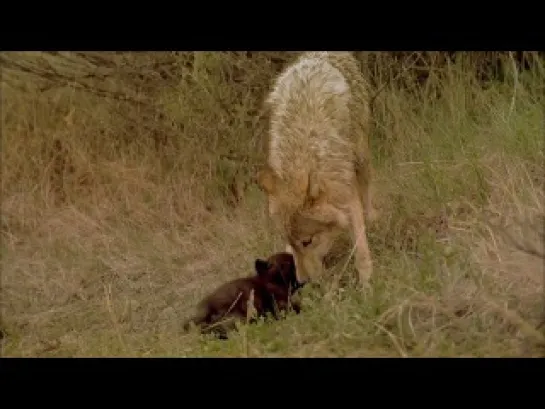 IMAX. Волки / IMAX. Wolves (1999)