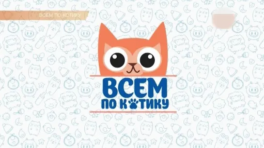 Всем по котику — Выпуск 26