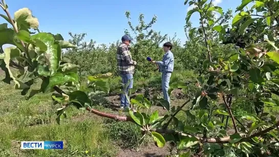 В_Курской_области_из-за_ночных_заморозков_пострадало_10_тысяч_га_посевов___ГТРК_«Курск»_-_