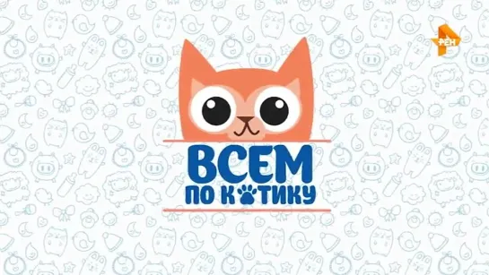 Всем по котику — Выпуск 23