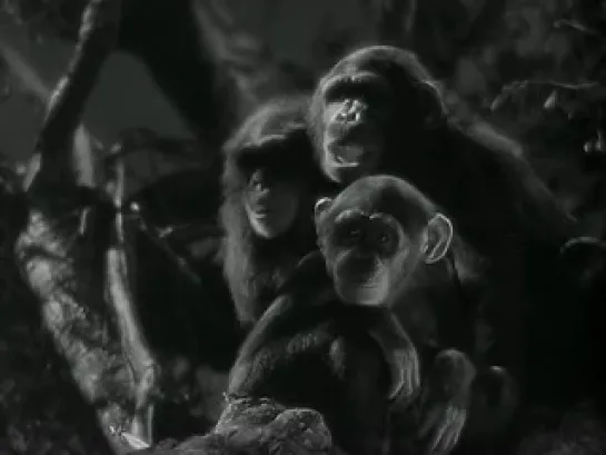 Tarzan's Secret Treasure (1941)