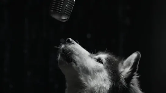 Dogs Sing For A Cure - We Could Be Heroes