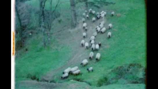 Sheep Reels 1-7  / Bobinas ovinas 1-7 (2018) dir. Bruno Delgado Ramo