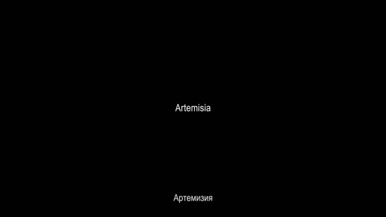 Артемизия / Artemisia (2019) реж. Антон Лукин [1080p] (RUS/ENG SUB)