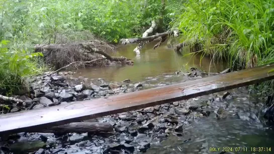 Семейство крякв в Висимском заповеднике