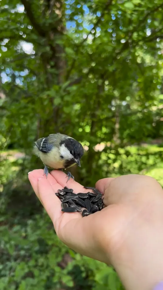 Video by Тула