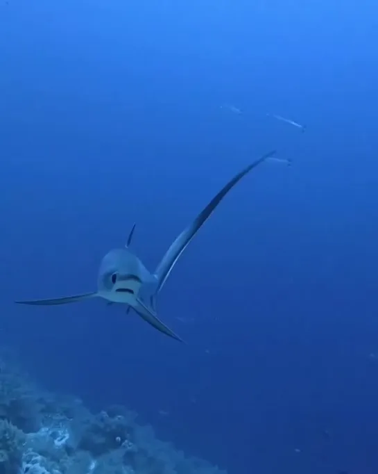 Пелагическая лисья акула (лат. Alopias pelagicus)