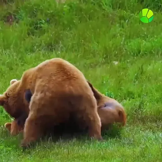 Что объединяет медведей.