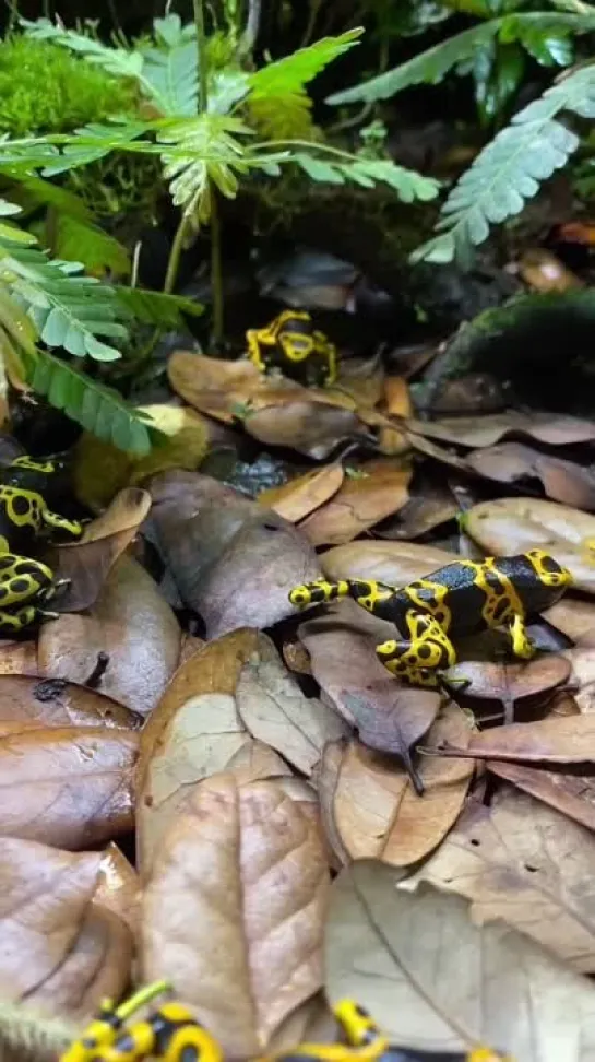 Священные древолазы (Dendrobates leucomelas)