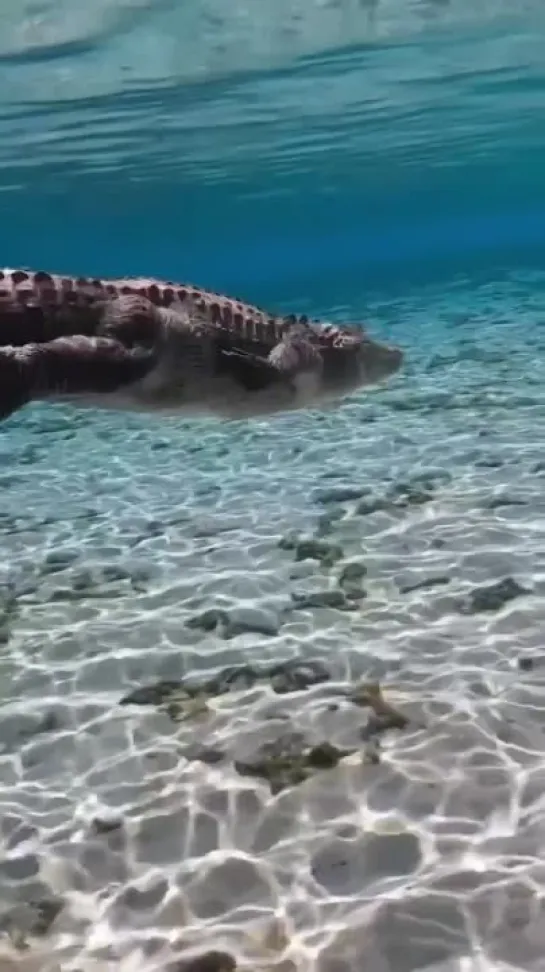 Аллигатор плавает в чистой воде.