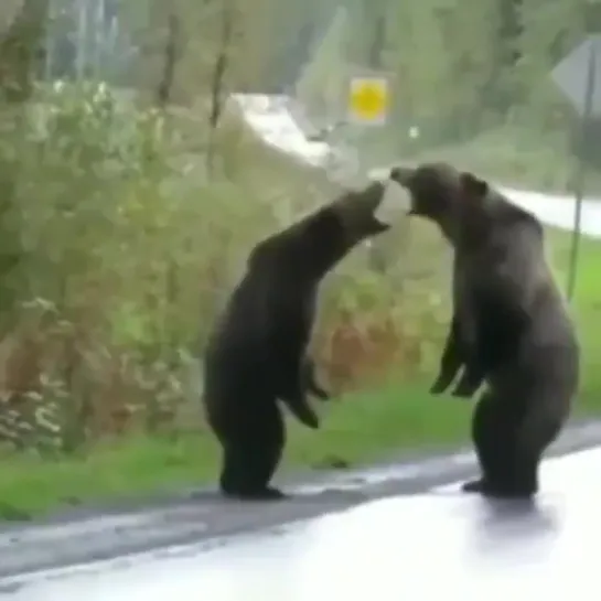 🐾🐾🐾🐻🐾🐾🐾🐻🐾🐾🐾